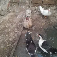 اردک اسرایلی