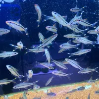 انواع ماهی های گوشت خوار و گیاه خوار در تنوع