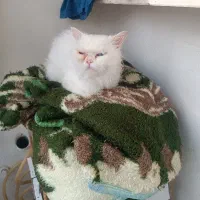 گربه|گربه|گرگان, |دیوار