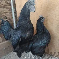 تخم مرغ نطفه دار ایام سمانی