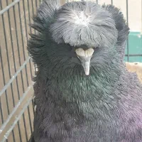 کبوتر زینتی تزیینی بخارا اصل وارداتی ترکیه|پرنده|تهران, پارک شهر|دیوار