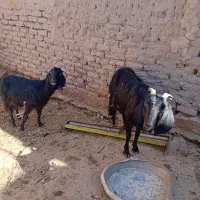 دوعدد بز چاق فروشی|حیوانات مزرعه|بسطام, |دیوار