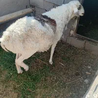 فروش قوچ|حیوانات مزرعه|شهر بابک, |دیوار