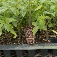 نشا گوجه بامیک