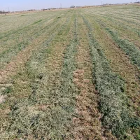 یونجه|خدمات باغبانی و درختکاری|صالح آباد, |دیوار