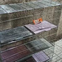 قفس پرنده|لوازم جانبی حیوانات|جوانرود, |دیوار