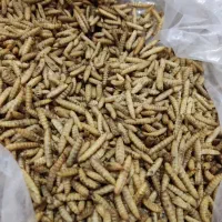 میلورم و سوپرورم و لارو سرباز و مکمل ترکیبی|خزنده|اندیشه, پرنیان|دیوار