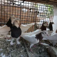 کبوتر فروشی