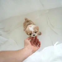 سگ پودل فنجونی نروماده2ماه 3900بی واسطه|سگ|تهران, تهرانسر مرکزی|دیوار