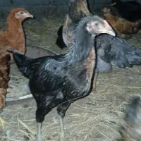 مرغ و خروس نیمچه|حیوانات مزرعه|کوچصفهان, |دیوار