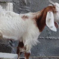 کهره نر|حیوانات مزرعه|بندر کنگان, |دیوار