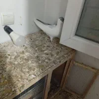 کفتر چادری چپ|پرنده|ری, علایین|دیوار