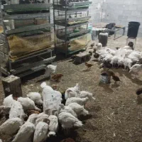 فروش کود مرغ وبلدرچین وبوقلمون