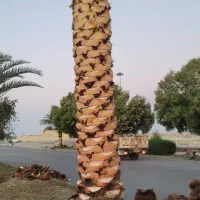 انجامه تمام کار های نخل او باغچه او علف زنی|خدمات باغبانی و درختکاری|شادگان, |دیوار