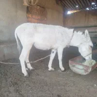 خر گوسفند بسیار آرام