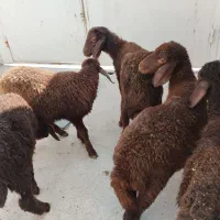 بره ماده درجه یک