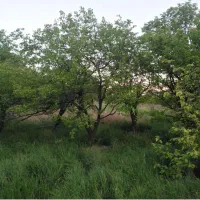 هزارمتر-باغ-تاپ-لوکیشن-پشت-تالار-الماس-ملایر