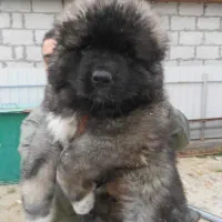 قفقازی ،توله قفقازی بی‌نظیر در کیفیت