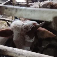 لیشه سیمینتال