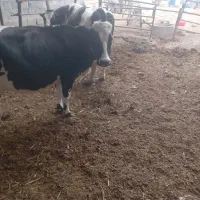 گوساله نر۲۵۰کیلو گاوشیری ارزون قیمت|حیوانات مزرعه|خمینی‌شهر, |دیوار