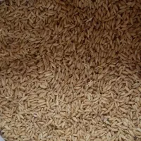 گندم بوجاری شده