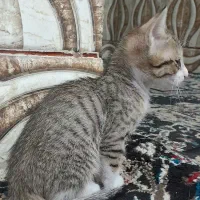 توله گربه|گربه|اهواز, کمپلو جنوبی|دیوار