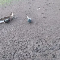 اردک اسرائیلی