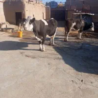 180|حیوانات مزرعه|ملکان, |دیوار