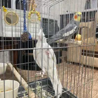 دو عدد عروس هلندی مولد|پرنده|سنندج, |دیوار