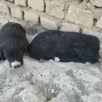 توله سگ نروماده دورگ افغان