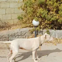 داگو