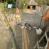 اردک، قوغاز، اردک نما|حیوانات مزرعه|شفت, |دیوار