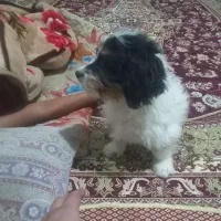 توله نر پاکوتاه