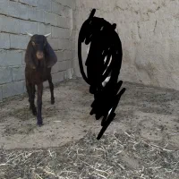 بزغاله پاکستانی ماده،دو راس بره نر