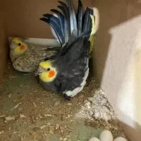 عروس هلندی بالغ