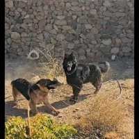 ژرمن بلک و دورنگ