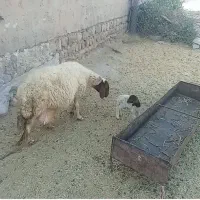 یک میش با بره