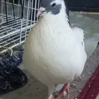 فروش یه جفت کفتر سالم و مولد