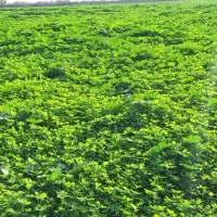 یونجه|خدمات باغبانی و درختکاری|سوسنگرد, |دیوار