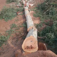 خرید وبرش درخت سرپا|خدمات باغبانی و درختکاری|سرپل ذهاب, |دیوار