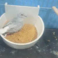 کبوتر قفسی|پرنده|بندر ماهشهر, |دیوار