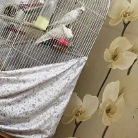 یک جفت عروس هلندی نروماده البینو سالم یک ساله|پرنده|سبزوار, پاسداران|دیوار