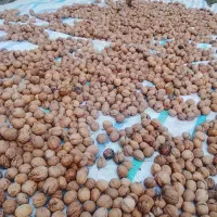 گردوی تازه کاغذی توپر سفید روستای کلی