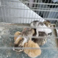 واگذاری رایگان توله گربه