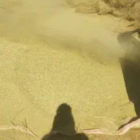 خار دانه دار|عمده‌فروشی|گناباد, |دیوار