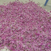 عرق گلاب دو اتشه از گل  کوهی