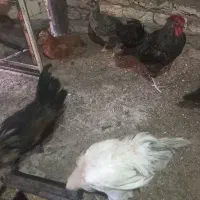 مرغ سیاه رسمی تازه تخم گلپایگانی|حیوانات مزرعه|قم, نخودی|دیوار