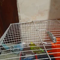 یک جفت مرغ عشق