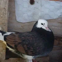 کبوتر های پرشی سالم ب تضمین|پرنده|املش, |دیوار