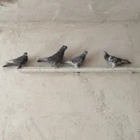 کبوتر